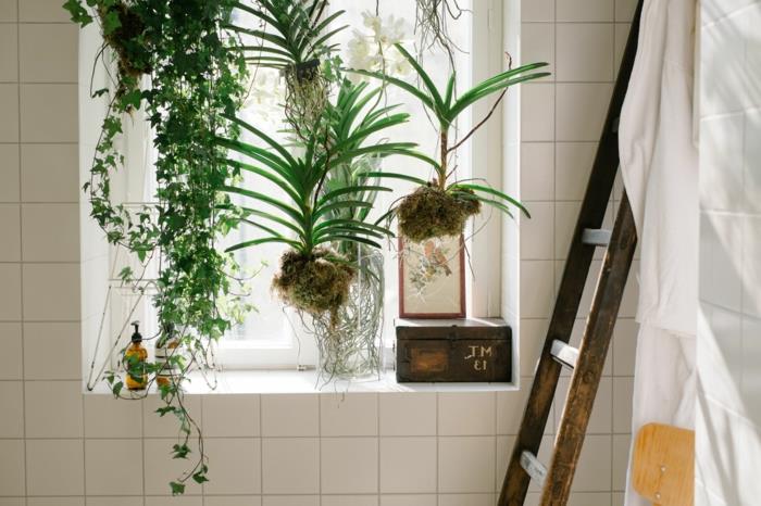augalas vonios kambariui, langas, dekoruotas žaliais kabančiais augalais, baltos sienų plytelės, senos kopėčios kaip dekoratyvinis objektas, vonia elegantiško stiliaus