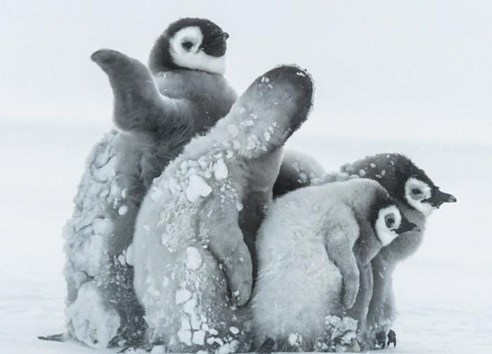 do-the-pingvinai-fly-graži-photo-winter-the-snow