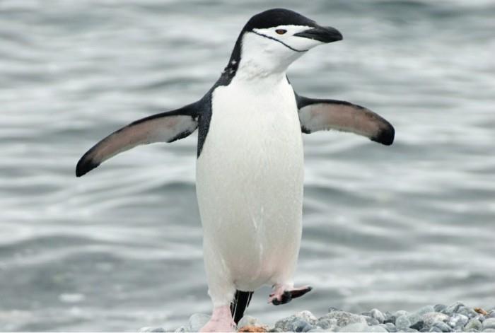 do-the-pingvinai-skristi-graži-nuotrauka-the-jūra-beau-pinguin