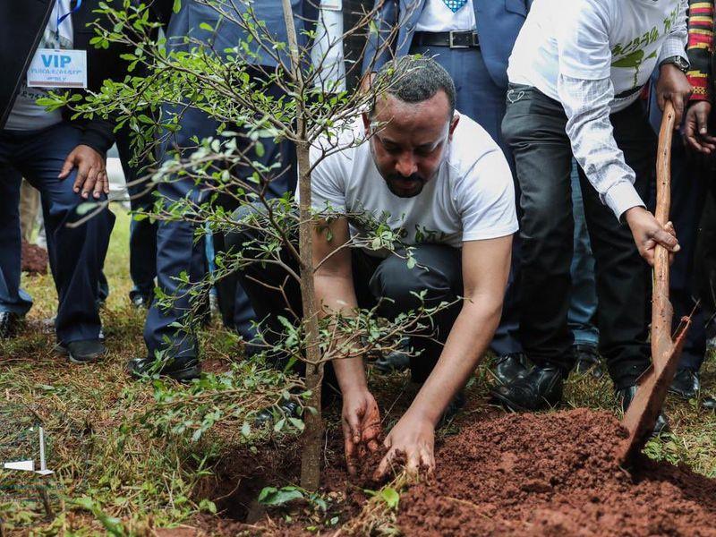Etiopija je v 12 urah posadila 353 milijonov dreves, kar je svetovni rekord