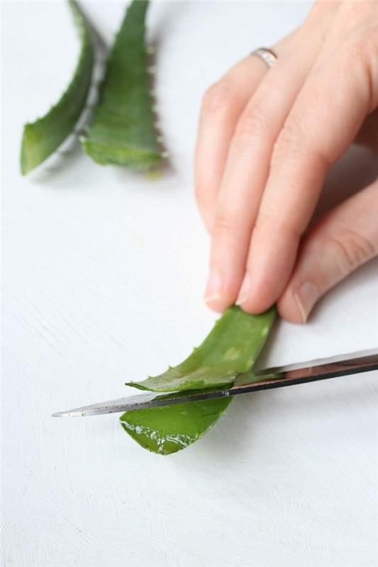 örnek aloe vera jeli nasıl çıkarılır ev yapımı aloe yaprağı yeşil bitki sağlığa faydaları