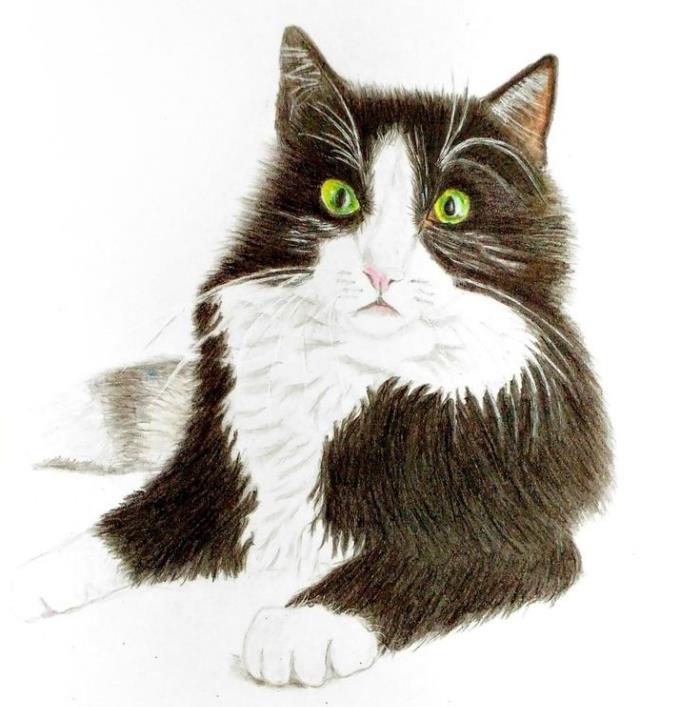 profesyoneller için gerçekçi karakalem fikri, kalemlerle kedi kafası gerçekçi çizim nasıl yapılır