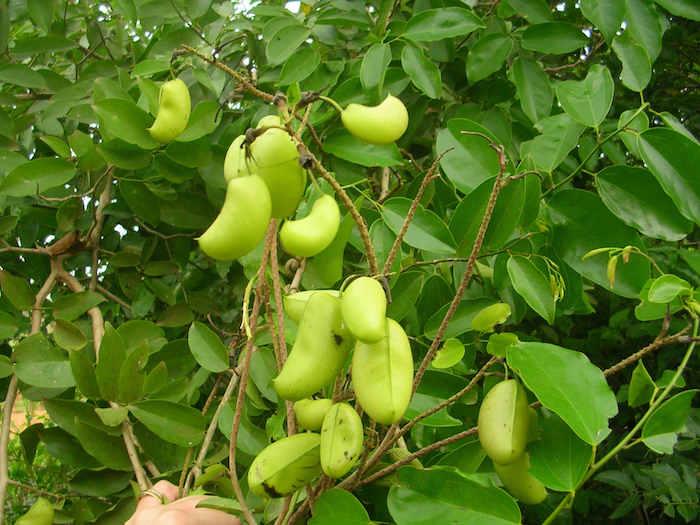 tohumlu örnek griffonia bitki ağacı etkili homeopatik antidepresan