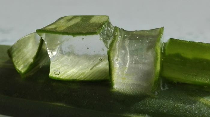 ev aloe vera jel ekstraksiyon tıbbi bitki yeşil cilt aloe jel çoklu kullanım