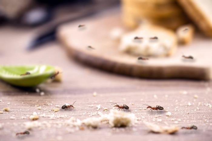 prestrašiti mravlje hrana gospodinjska lastnina naravni repelent za žuželke limonina lupina