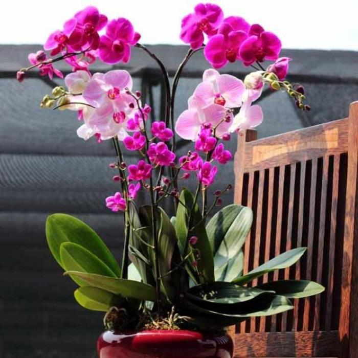 to-flower-an-orchid-at-home-with-this-article