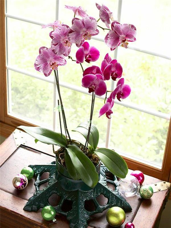 to-bloom-a-pink-orchid-a-pretty-decoration-with-flowers-for-the-house