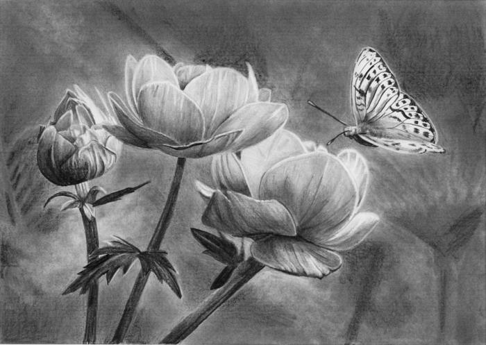 Gražus juodo pieštuko piešinys, tamsiai šviesių drugelių dažymo puslapis, ką geriausia padaryti
