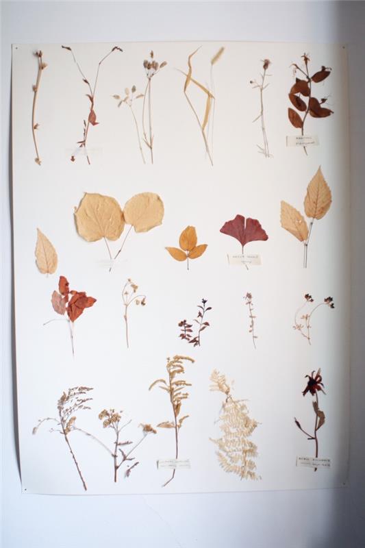 kako narediti herbarij, DIY na temo narave, da naredim starinski herbarij, ki ga navdihujejo botanične študije in raziskave flore