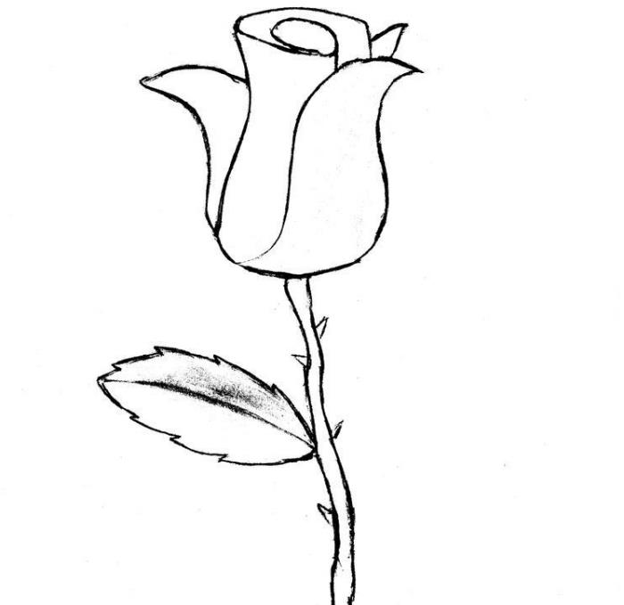 napol odprt vzorec vrtnice v beli in črni barvi, enostavna reprodukcija cvetne risbe, primer risbe vrtnice z listi in trnjem