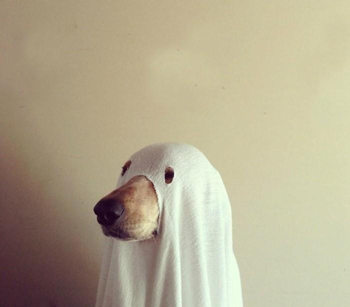 vaiduoklis-juokinga-idėja-Helovinas-kostiumas-idėja-tavo šuniui