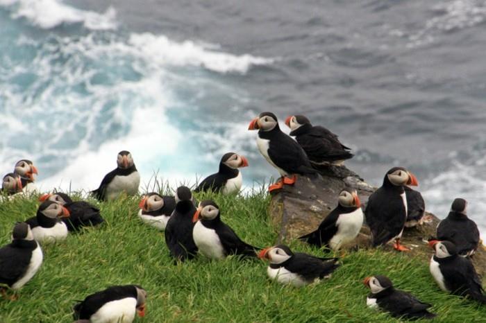 faroe-puffins-100-ölmeden önce-yapılması gereken şeyler