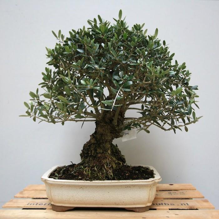 sahte-ağaç-bonsai-yapay-çiçek-plastik-yapay-bitki-hediye-fikir-deko