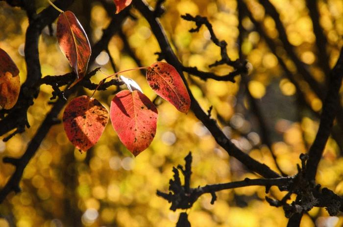 drevo z žarečimi listi, ozadje rumenih listov, fotografija za ozadje