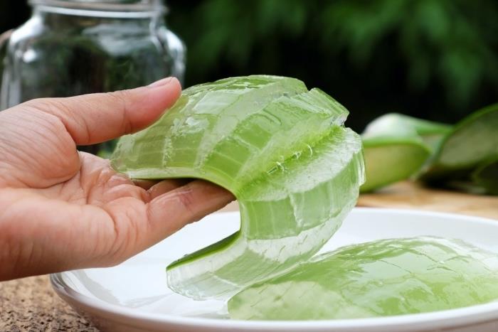 aloe vera yaprağı kabuğu yeşil cilt toksik bitki tıbbi jel ekstraksiyon faydaları cilt