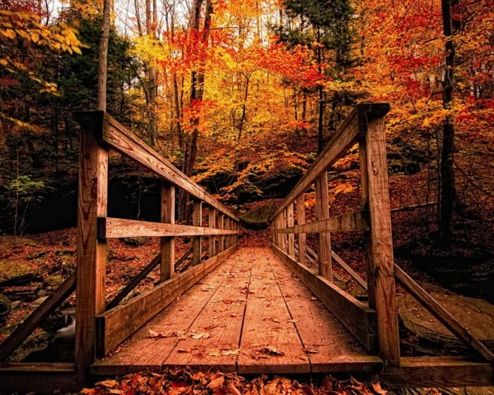jesen-listje-lepa-pokrajina-slika-čarobna pot