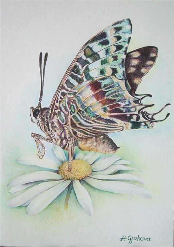 Drugelis ant ramunėlių gėlės mielas piešinys, kaip nupiešti gražų drugelį