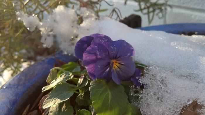 žieminė gėlė-viola-violaceae-violetinė-kasa