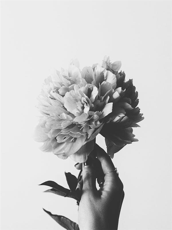 Cvetje v roki za ozadje, naredite fotografijo črno -belo ozadje za roko in potonika