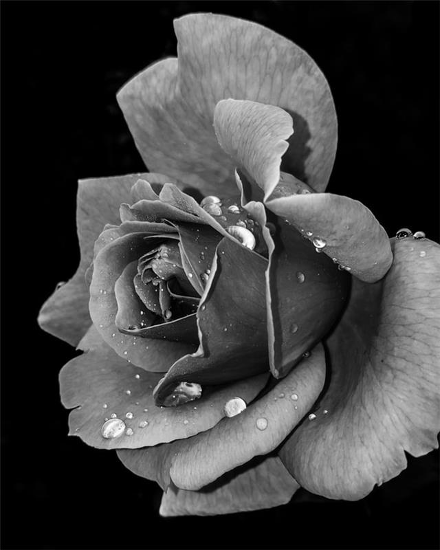 Vrtnica s kapljicami vodnega ozadja s črno -belo makro fotografijo