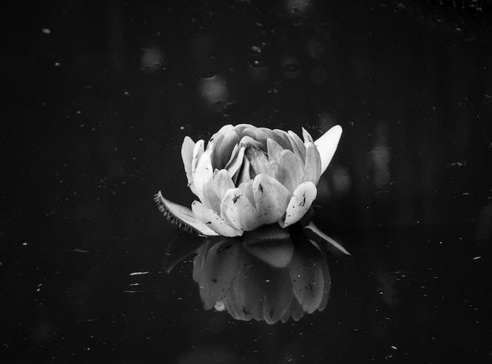 Fleure de lys tumblr ozadje, stilska slika za kopiranje za črno -belo ozadje