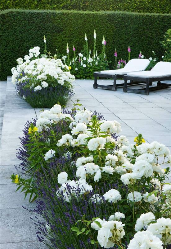 modern peyzajlı bahçe, masif beyaz çiçekler, iki şezlong, masif bahçe