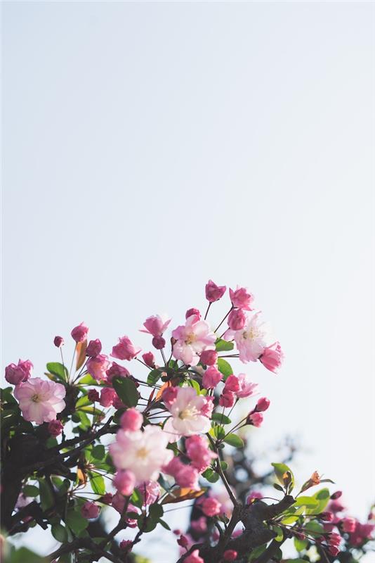 Roža drevesnega cvetja, spomladi cvetoče drevo sadnega drevesca, spomladansko ozadje, ozadje japonske pokrajine