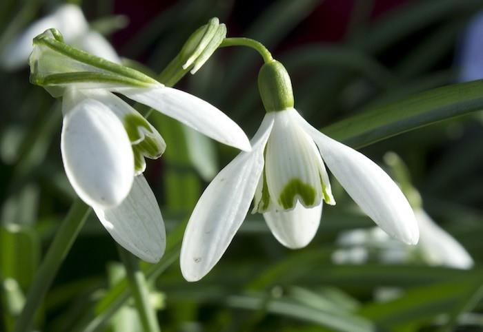 žiemos gėlės-galanthus-nivalis-gėlė