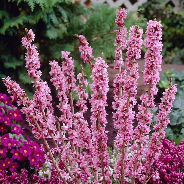 dahpnes-gėlės-daphne-mezereum-augalai-žiema