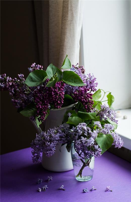 Pavasario gėlių puokštė, purpurinė syringa vaza, langas ir užuolaida, violetinis stalas, įvaizdžio idėja nusiųsti Velykoms, Velykų vaizdas, Linksmų Velykų atvirukas