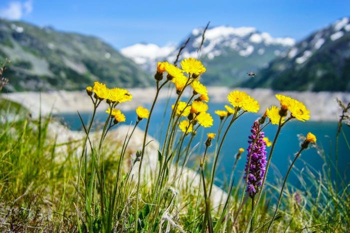 cennet gibi manzara, dağ çiçekleri, euax gölü saf ve sakin sular, tatil yeri