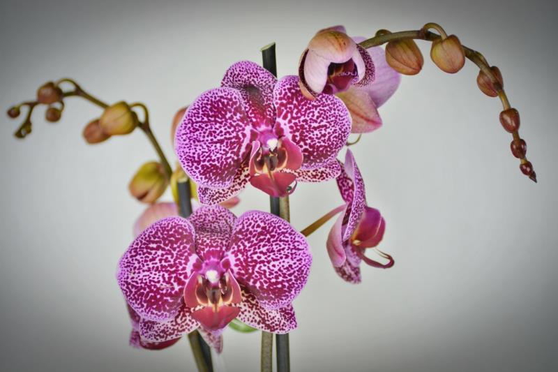 cvetoča orhideja orhideja z velikimi rožnatimi cvetovi