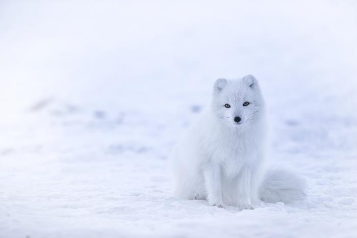 karda küçük beyaz hayvan fotoğrafı, beyaz tilki ve kar ile pc duvar kağıdı için fikir, pc için ücretsiz fotoğraf
