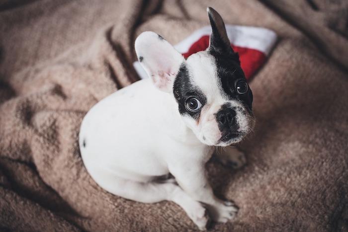 Kalėdų tapetai su mielu baltu ir juodu šuniuku, Kalėdų Senelio skrybėlė raudona ir balta, pilka antklode