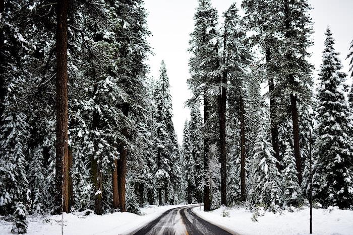 nemokami Kalėdų vaizdai, kelias snieguotame spygliuočių miške, žiemos kraštovaizdžio tapetų idėja