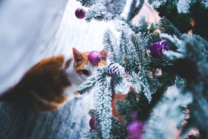 Kalėdų tapetai su katinu ir Kalėdų eglute dirbtiniu sniegu ir kalėdiniais kamuoliukais bei ornamentais violetine spalva