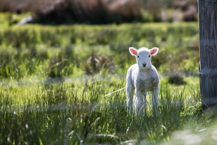 Ideja sove za ozadje narave in živali, pomladna pokrajina, rast rastlin in živali, srčkano belo jagnje