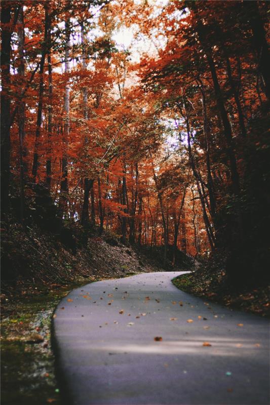 gozd v jeseni in pot, drevesa ob poti, slike ozadij