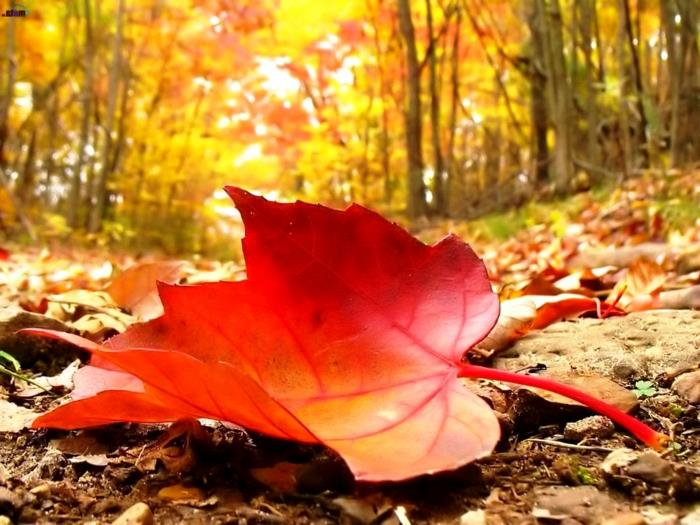 brezplačno ozadje za namizje jesen, odpadli list v gozdu, izvirna kompozicija
