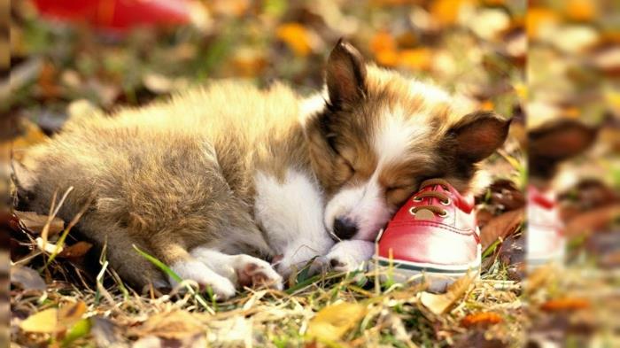 jesensko ozadje, mali pes spi na čevlju med listi