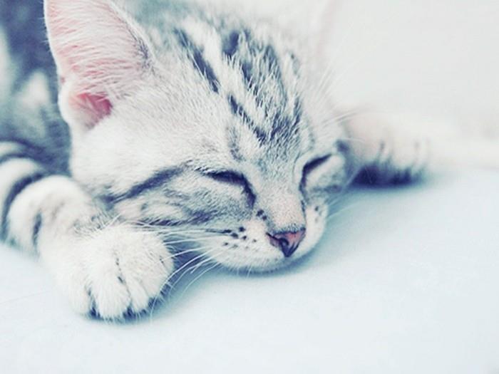 yavru kedi-duvar kağıdı-sevimli-yavru-fotoğraf-sevimli-yavru kedi-beyaz-arka plan