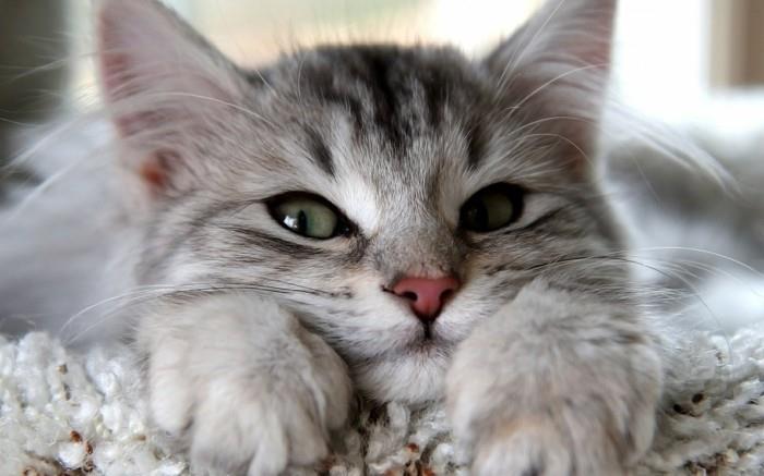 yavru kedi-duvar kağıdı-sevimli-yavru-fotoğraf-sevimli-yavru kedi-çok havalı
