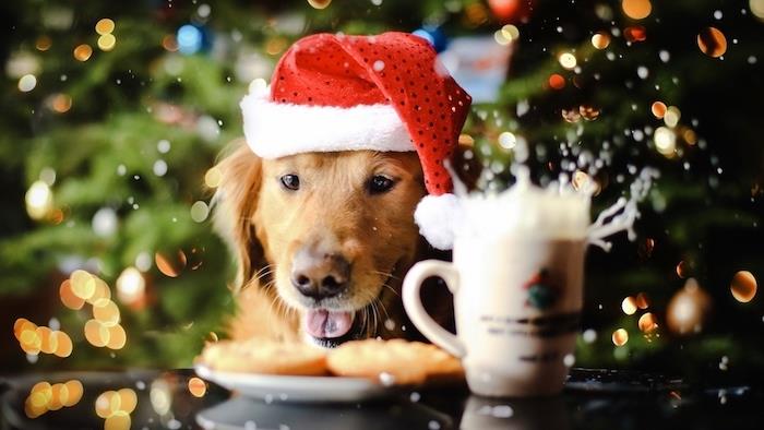 nemokamas kalėdinis atvirukas, kalėdiniai tapetai su mielu šunimi raudonos ir baltos Kalėdų Senelio skrybėlėje, pieno puodelis, Kalėdų eglutės fonas, apšviestas šviesiomis girliandomis