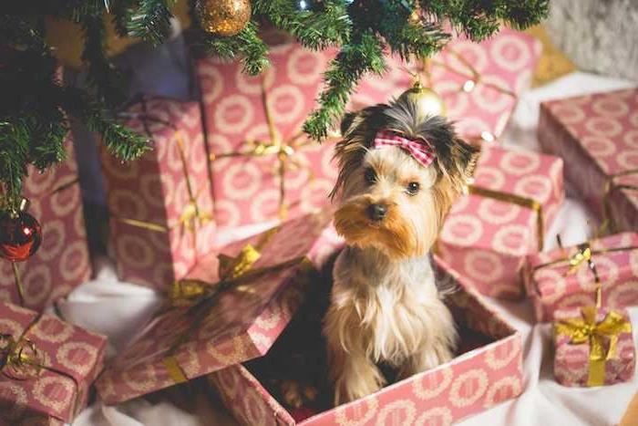 mielas šuniukas raudonoje dovanų dėžutėje po papuošta eglute, paprasti kalėdiniai tapetai