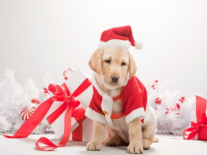 nemokami Kalėdų vaizdai, mielas šuniukas, apsirengęs Kalėdų Senelio kostiumu, balta dovana, papuošta raudona juostele ir balta girlianda