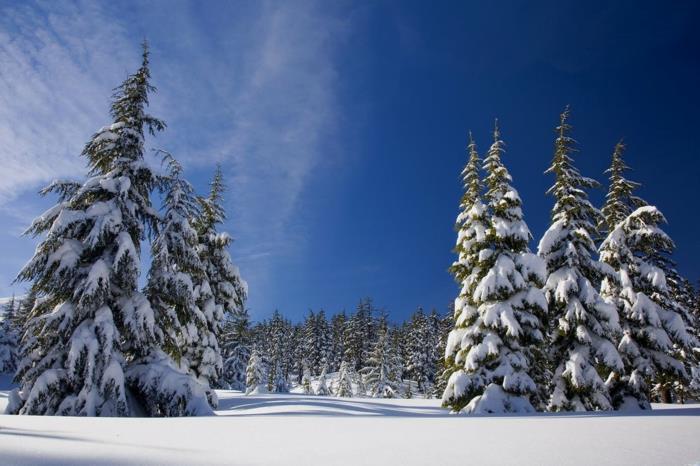 snieguotos eglės, mėlynas dangus, skaidrūs debesys, saulėtas kalnas, vėsi atmosfera, eglių viršūnės, nukreiptos į dangų