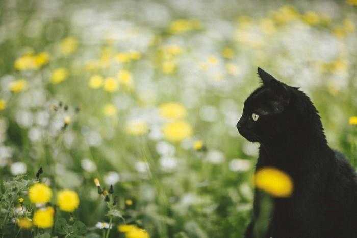 tapetai-pavasaris-peizažas-pamatyti-gėlės-ir-medžiai-įkvėpimas-juodas kačiukas