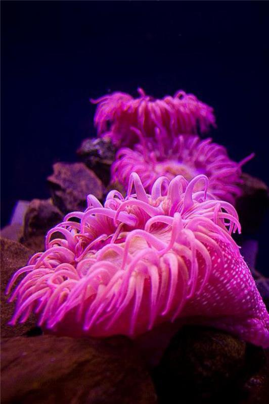 gražus-rožinis-anemonas-jūros dugnas