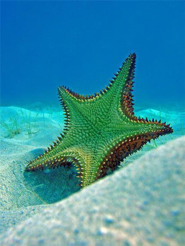 jūros dugnas-graži-žalia-žvaigždė