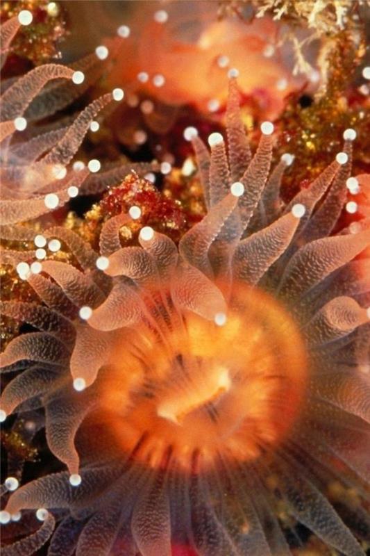 jūros dugno oranžinės anemones-nuostabus-povandeninis pasaulis
